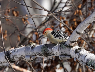 Red-bellied woodpecker perched in a tree