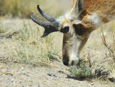 Close-up of the pronghorn grazing.