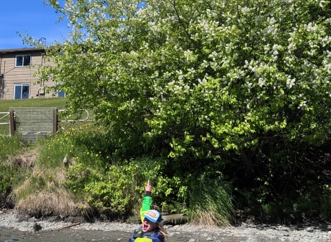Person in packraft on Kenai River pointing to invasive Prunus sp. tree.